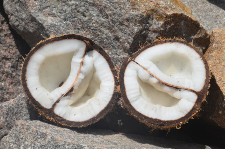 විශ්මය දනවන පොල් ගෙඩියක් පාලවියේ නිවසකින්