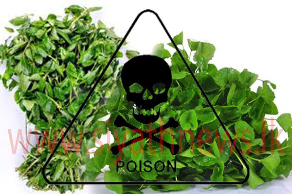 කඩෙන් ගේන ගොටුකොළ, මුකුණුවැන්න වස වෙයි