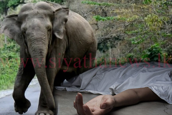 අලියෙක් ගෙට අැවිත් මිනිහෙක් මරයි