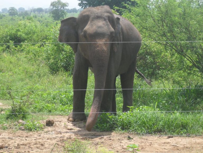 අලිමිනිස් ගැටළුවට පිළියමක් – විදුලි වැට දීර්ඝ කිරීමට පියවර