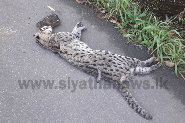 මියගිය හඳුන් දිවියෙකුගේ සිරුරක් හමුවෙයි