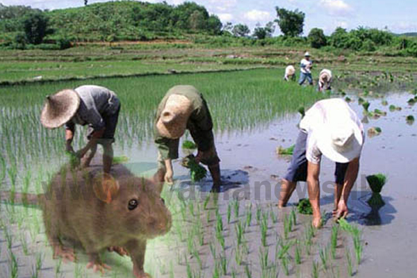 මී උණ වැළැක්විමට ඖෂධ රැසක් ආණමඩුවට