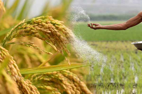 වසර ගණනාවකට පසු මහ කන්නය සරුවෙයි