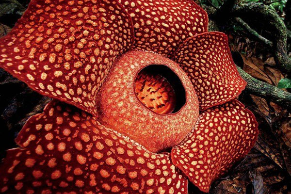 ලෝකයේ ලොකුම පුෂ්පය