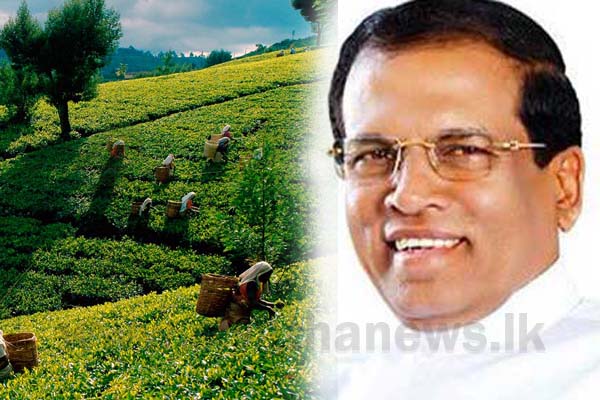 ජනපති වතු කම්කරුවන්ගෙන් ඉල්ලීමක් කරයි