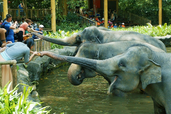 පශු වෛද්‍යවරුන්ගෙන් අලි ඉල්ලීමක්