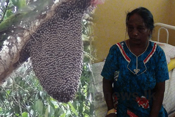 තලවාකැලේ දී යුවළකට බඹර ප්‍රහාරයක්
