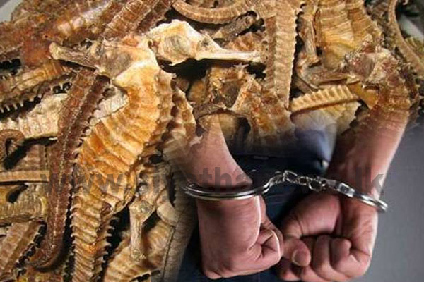 මුහුදු අශ්වයින් සමඟ 2ක් අත්අඩංගුවට