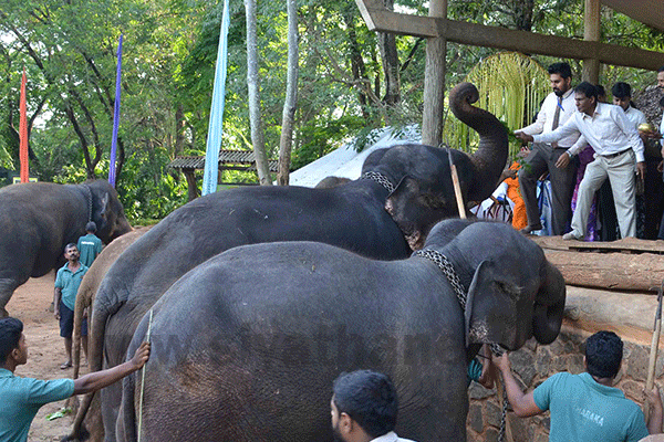 පින්නවල අලි ඔලුවල තෙල්ගායි