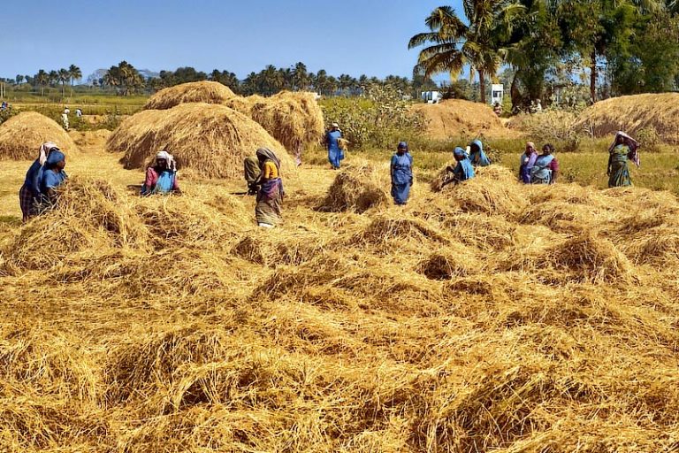 යල කන්නයේ වී අස්වනු මිලදී ගැනීම අරඹයි