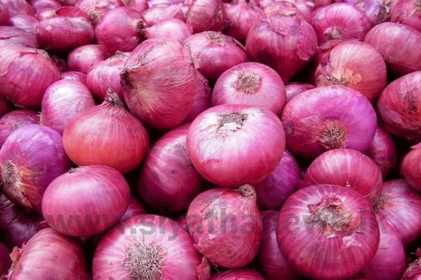 ලොකු ලූණු ආනයන බද්ද ඉහළට
