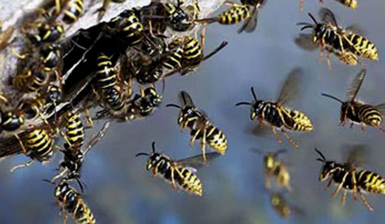 වතු කම්කරුවන් පිරිසකට බඹර ප්‍රහාරයක්