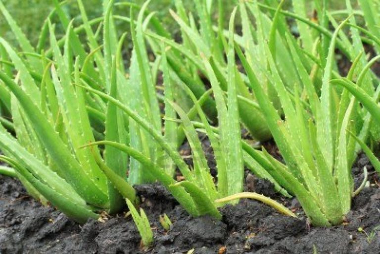 කෝමාරිකා පැල ප්‍රවාහනය කළ 2ක් අත්අඩංගුවට