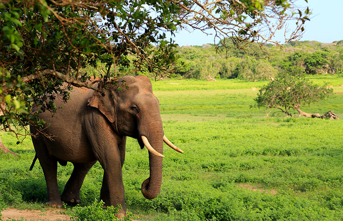 යාල ජාතික වනෝද්‍යානය ඔක්තෝබර් 31 දක්වා වසයි