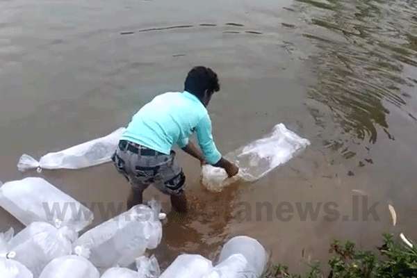 වතු ජලාශවලට මත්ස්‍ය පැටවුන් මුදා හරි
