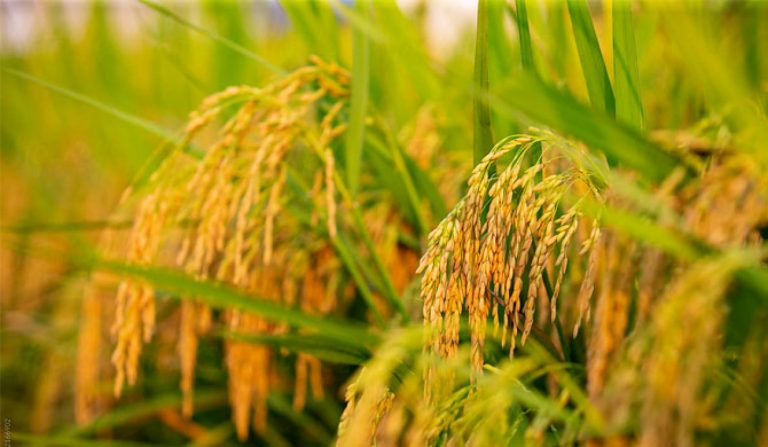 වී තොග ලබන ජූනි වන ‌තෙක් තිබෙනවා