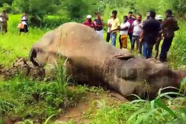 පෞද්ගලික ඉඩමක තිබී මිය ගිය වන අලියෙකුගේ සිරුරක් සොයා ගනී