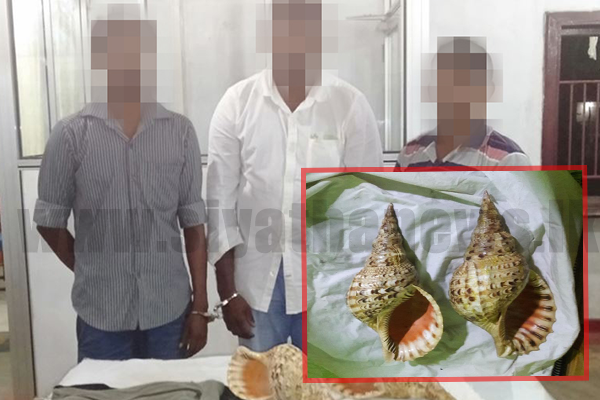 වාලම්පුරි විකුණන්න ගිය තිදෙනෙක් අත්අඩංගුවට