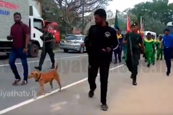 අබාධිත රණවිරුවන් සමග පාගමනේ යන අරුම පුදුම සුනඛයා