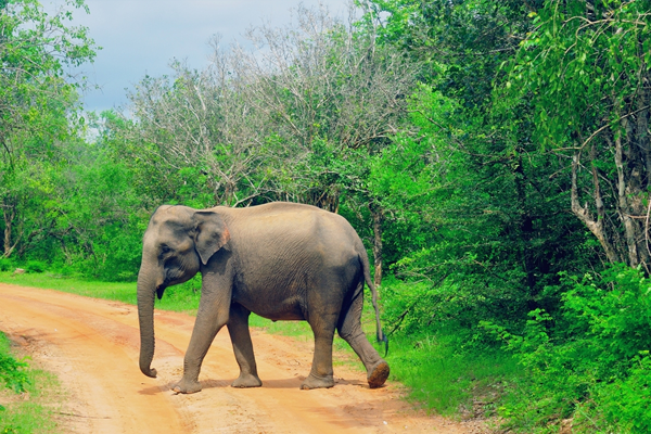 කල්අඩි‌යේ දී ඉන්දීය ජාතිකයෙකුට වන අලි ප්‍රහාරයක්