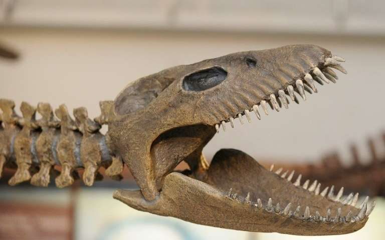 ආර්ජන්ටිනාවෙන් නව ඩයිනෝසර වි‍ශේෂයක් සොයා ගැනේ