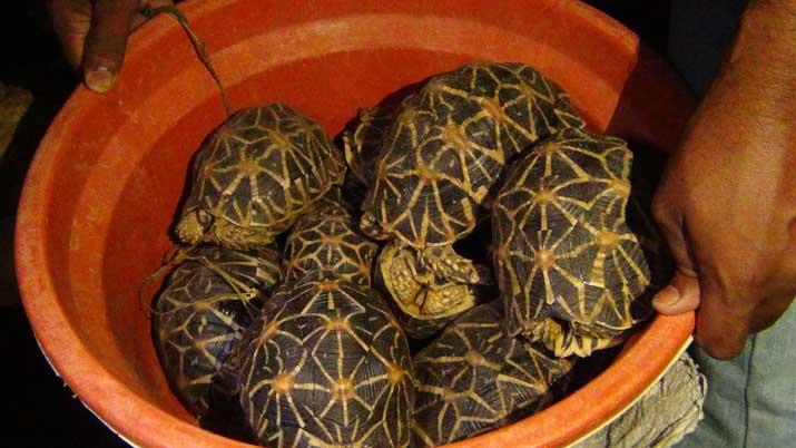 තාරකා ඉබ්බන් රහසිගතව සඟවා සිටි ස්ථානයක් වටලයි
