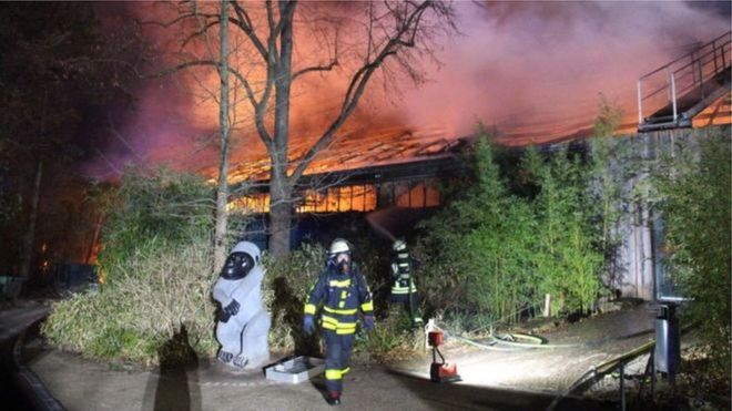 ජර්මනිය: සත්වෝද්‍යාන ‘වඳුරු නිවසේ’ ගින්නෙන්  සතුන් මිය යයි