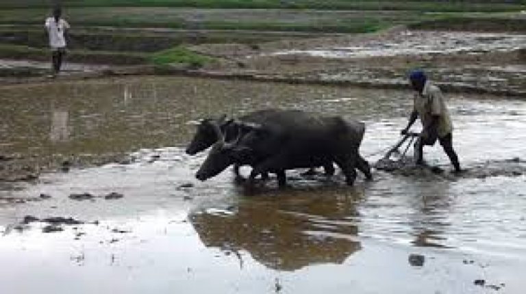පුරන් කුඹුරුවල ඕනෑම අතුරු බෝගයක් වගා කිරීමට අවසර