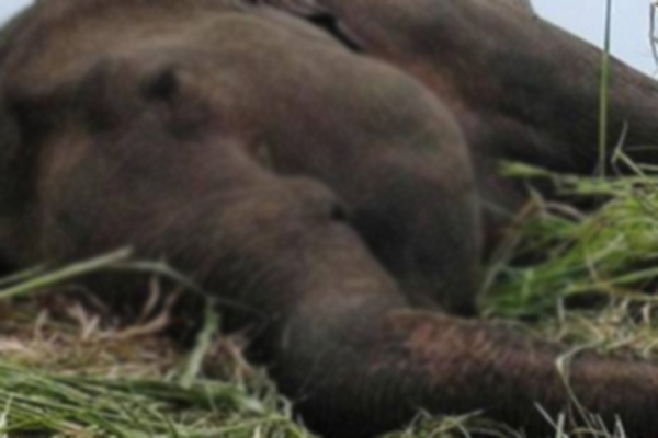 අභිරහස්ව මියගිය අලියෙකුගේ සිරුරු කොටස් හමුවෙයි