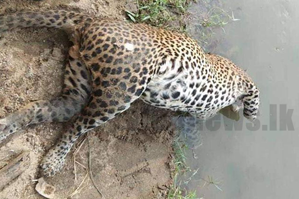 උඩවල‌වේ දිවියා ඝාතනය සම්බන්ධයෙන් තිදෙනෙක් අත්අඩංගුවට
