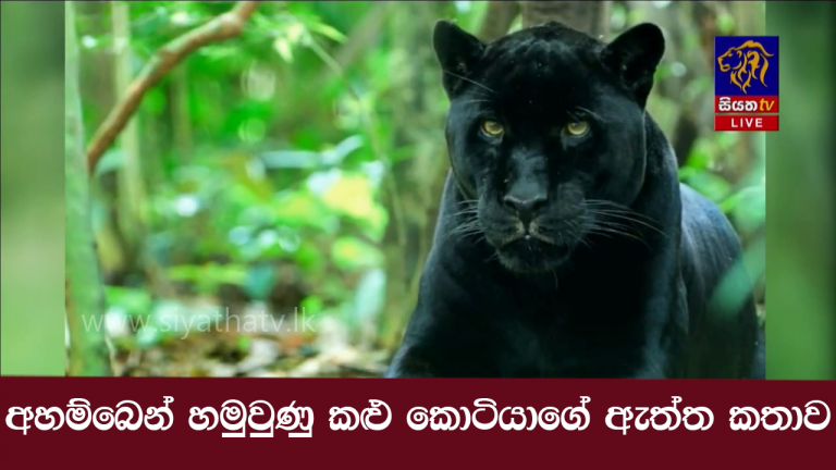 අහම්බෙන් හමුවුණු කළු කොටියාගේ ඇත්ත කතාව