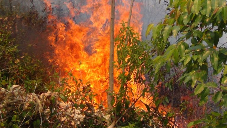 ටින්සින් තේ වත්තේ ගින්නකින් අක්කර 3ක් විනාශ වෙයි