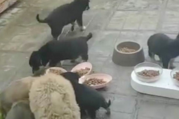 වූහාන් නගරයේ සිරවී සිටින සුරතල් සතුන් මුදාගැනීමේ මෙහෙයුමක්