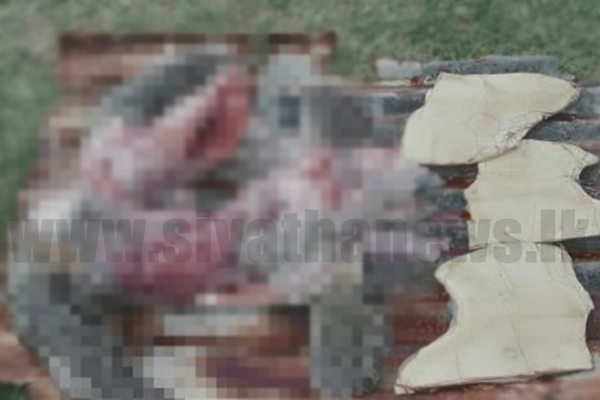 කැස්බෑ මස් තොගයක් සමග සැකකරුවෙක් නාවික හමුදා භාරයට