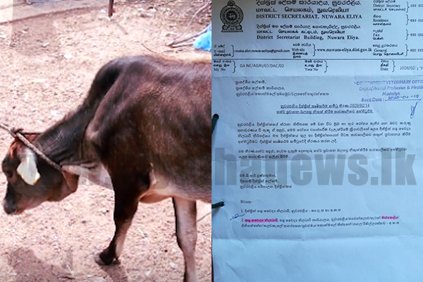 නුවරඑලියේ ගව ඝාතනය තාවකාලිකව නතර කරයි