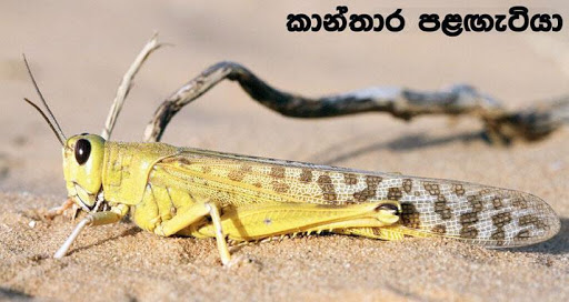 කාන්තාර පළගැටියා ශ්‍රී ලංකාවට ?