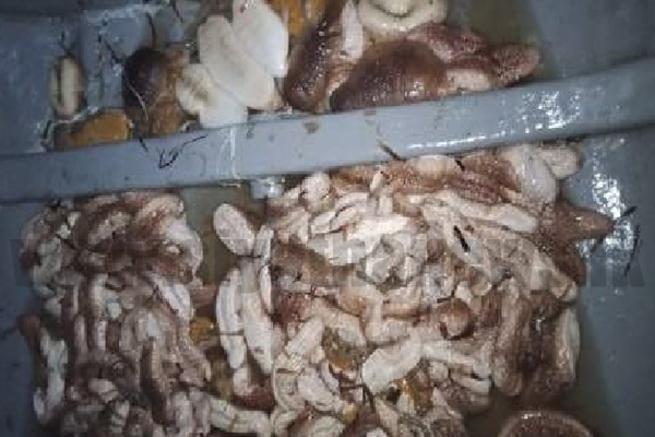 මුහුදු කූඩැල්ලන් සමඟ තිදෙනෙක් නාවික හමුදා භාරයට