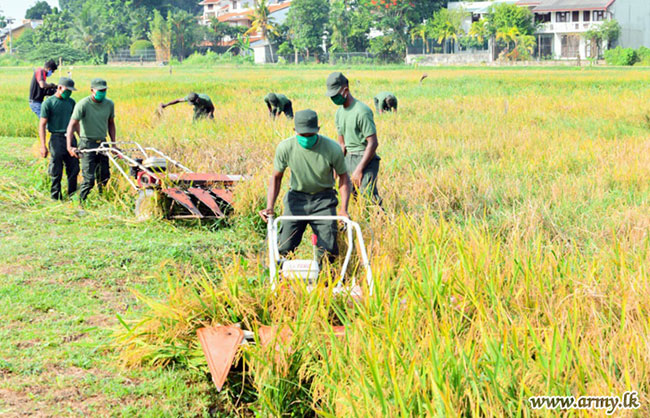 යුද හමුදාව අද රන් අස්වනු නෙළයි
