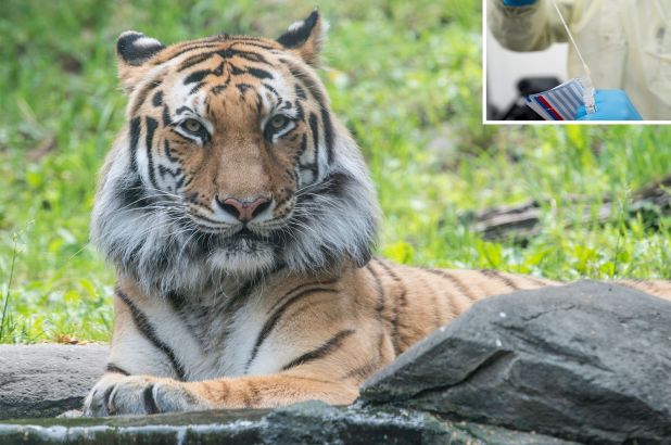 නාඩියා කොටියටත් කොරෝනා වැළදෙයි