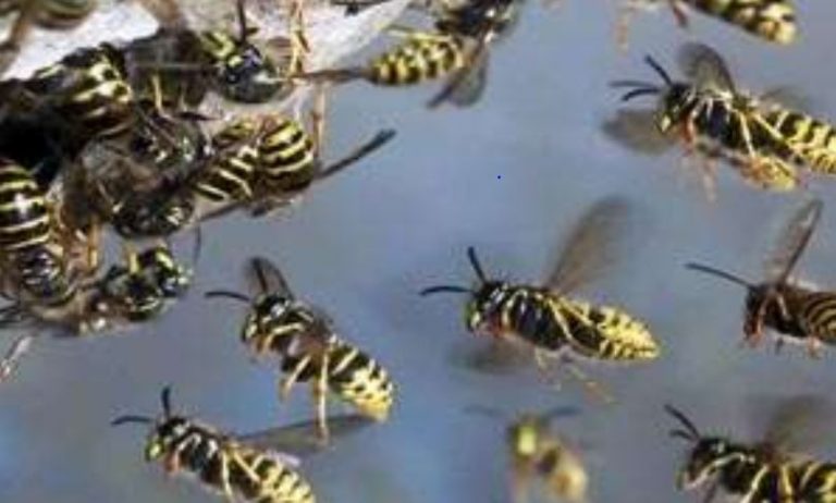 බඹර ප්‍රහාරයකින් අයෙක් මරුට