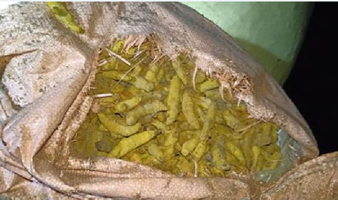 වියළි කහ තොගයක් සමග සැකකරුවෙක් නාවික හමුදා භාරයට