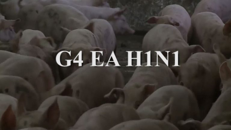 චීනයෙන් තවත් වෛරස් උණක්