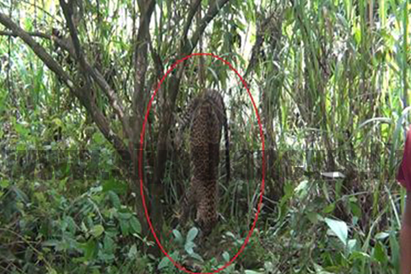 තවත් කඳුකර කොටියෙක් මරුට – සැකකරුවන් සොයා පරීක්ෂණ