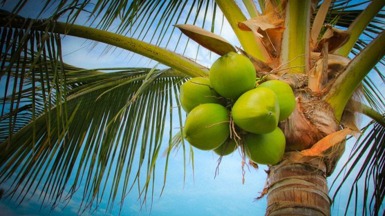 පොල්, කිතුල් ,තල් හා රබර් වගා ප්‍රවර්ධනයට නව වැඩපිළිවලක්