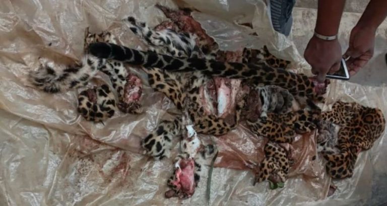 කොටියෙකු මරලා මස් අලෙවි කරලා