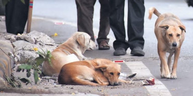 මාර්ගවල අයාලේ යන සුනඛයින්ට ජල භීතිකා එන්නත්