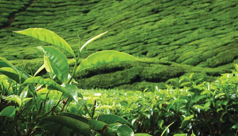 තේ කර්මාන්තය නගා සිදුවීමට ඉලක්කගත වැඩපිළිවෙලක්