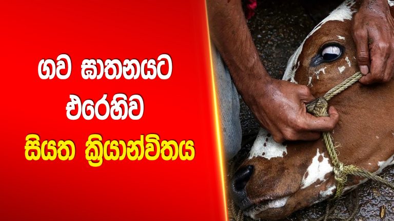 ගව ඝාතනයට එරෙහිව සියත ක්‍රියාන්විතය