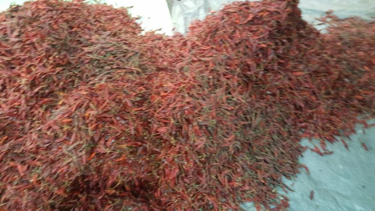 පරිභෝජනයට නුසුදුසු වියලි මිරිස් 6000kg රේගු භාරයට