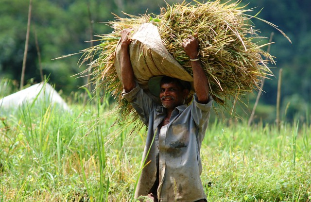 මහ කන්නයේ වී මිළ දී ගැනීම අරඹයි